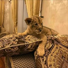 a cat sitting on top of a couch next to a window with curtains behind it