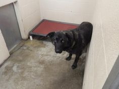 a black dog standing in an enclosed area next to a door and red mat on the floor