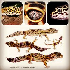 four different types of geckos and lizards