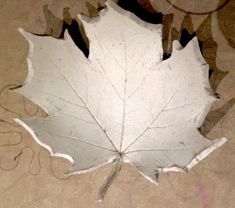 a white leaf laying on top of a floor