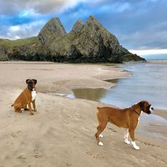 two dogs are sitting on the beach near water