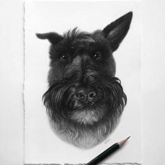 a pencil drawing of a dog's face