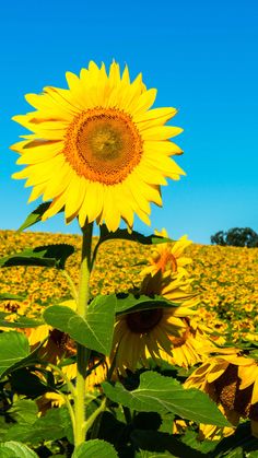 a large sunflower standing in the middle of a field