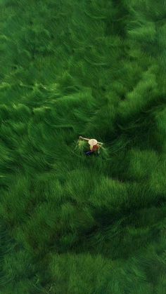 an animal laying in the middle of some green grass