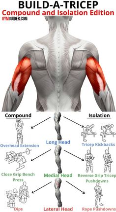 an image of the back muscles and their corresponding parts to build - a - tricep