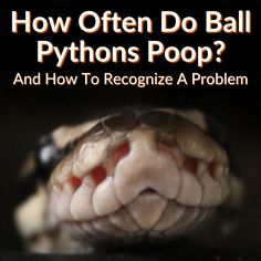 a close up of a snake's head with the words how often do ball pythons poop? and how to recognize