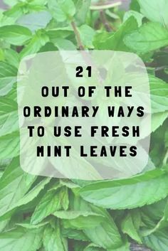 green leaves with the words 21 out of the ordinary ways to use fresh mint leaves