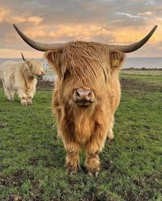 two long haired cows standing on top of a lush green field