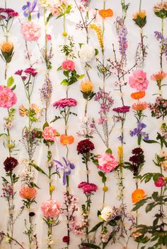 an array of colorful flowers on a white background