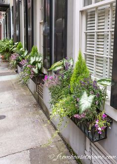 Window Box Flower Combinations: Flower Box Ideas Inspired By Charleston Window Boxes Window Box Ideas, Flower Combinations, Window Box Plants, Container Garden Design, Window Box Flowers, Full Sun Plants, Deco Nature, Sun Plants, Garden Containers