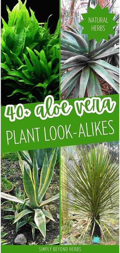 various plants with the words 40 aloe vera plant look - alikes