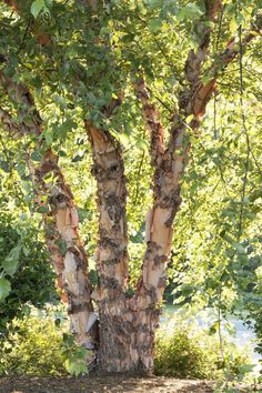 a large tree with lots of leaves on it's trunk and branches in the foreground