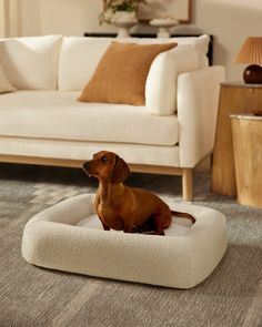 a small dog sitting on top of a bed in the middle of a living room