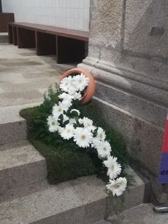 white daisies and green grass in front of a stone wall with steps leading up to it