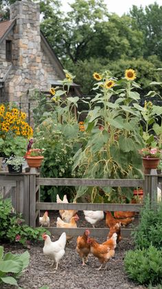 several chickens and roosters in a garden next to a fence with sunflowers