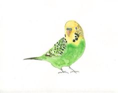 a drawing of a green and yellow parakeet