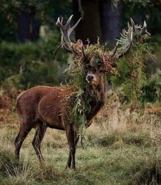 a deer with antlers on it's head standing in the grass