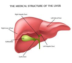 Diagram Liver. There are any references about Diagram Liver in here. you can look below. I hope this article about Diagram Liver can be useful for you. Please remember that this article is for reference purposes only. #diagram #liver Free Human Body, Pharmacy Medicine, Human Body Parts, Best Hospitals