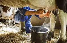 a man is milking a cow from a bucket