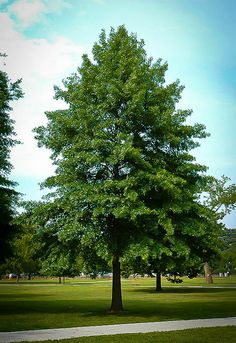 a large green tree sitting in the middle of a park