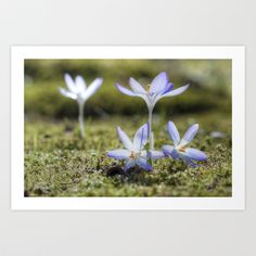 three small blue flowers growing out of the mossy ground in front of green grass