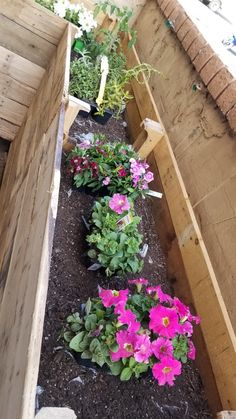 some pink flowers are growing in a wooden planter filled with dirt and mulch