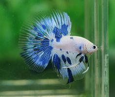 a blue and white fish in an aquarium