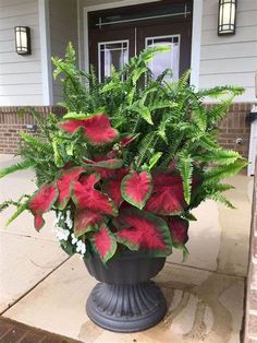 a potted plant with red and green leaves in front of a house entrance door