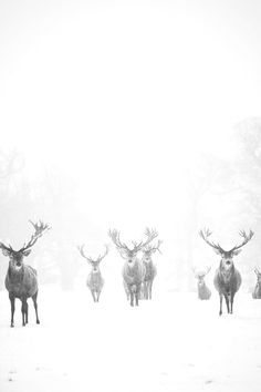 a herd of deer standing on top of a snow covered field with trees in the background