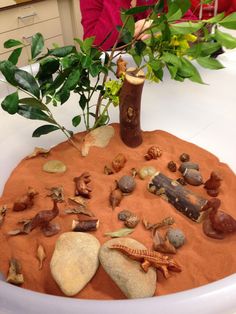 a plant is growing out of the sand in a bowl with rocks and shells around it