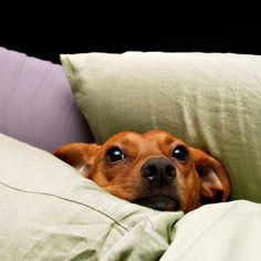 a brown dog laying on top of a bed covered in green sheets and pillows with his head sticking out from under the covers