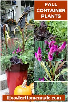 fall container plants with purple flowers in them