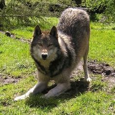 a wolf standing on top of a lush green field