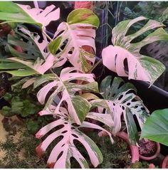 some green and pink plants in a pot