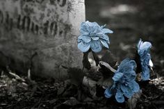 blue flowers growing out of the ground next to a grave