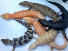 a group of different colored lizards sitting on top of a white table next to each other