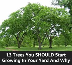 trees with the words 13 trees you should start growing in your yard and why