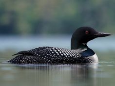 a black and white bird floating on top of water with trees in the back ground