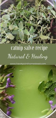 This catnip salve recipe is easy to make and has many healing benefits. Homemade salves are easy to make and there are so many plants that can be made into healing salves. I have posted many recipes for natural herbal salves on my website. This salve made with catnip can be used to soothe bug bites and irritated skin. Beeswax Recipes, Homemade Salve, Wellness Garden, Homemade Lotions, Catnip Plant, Health Herbs