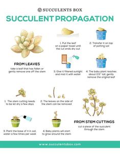 a poster with instructions on how to use succulent propogation for plants