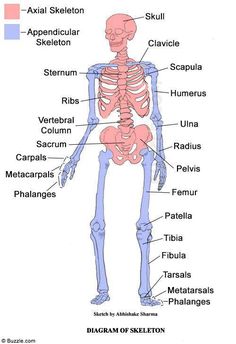 the skeleton and its major skeletal systems are labeled in this diagram, with labels on each side