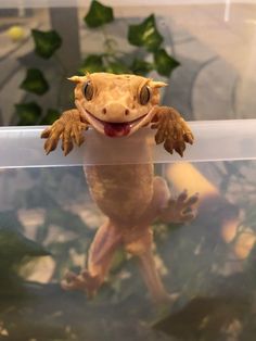 a gecko that is sitting on top of a glass table with its mouth open