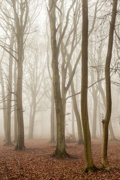 foggy forest with trees and leaves on the ground