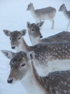 several deer are standing in the snow together