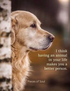 a golden retriever dog looking out from behind a tree with a quote on it