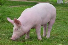 a small pig standing on top of a lush green field