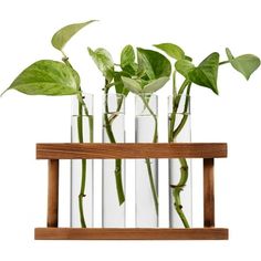 three clear vases with plants in them on a wooden shelf against a white background