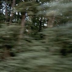 blurry photograph of trees in the woods