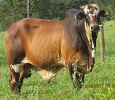 a brown cow standing on top of a lush green field