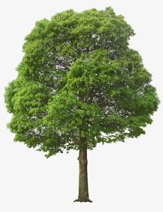 a large tree with green leaves on it's trunk and branches, against a white background